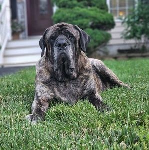 Meet your Posher, Bruin